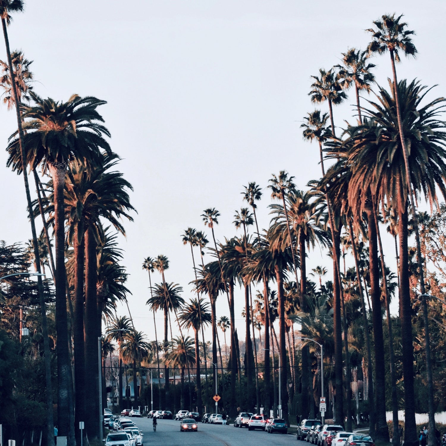 Image of a road in Los Angeles, California, lined with palm trees.